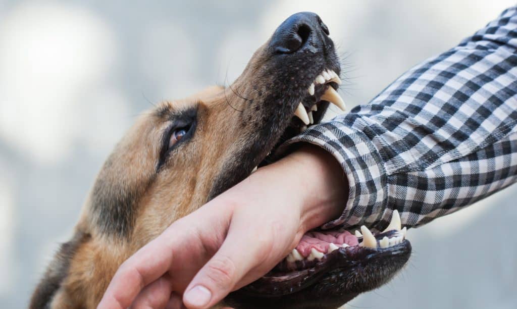 Man bitten on the arm by a German shepherd in a North Carolina dog bite incident. 