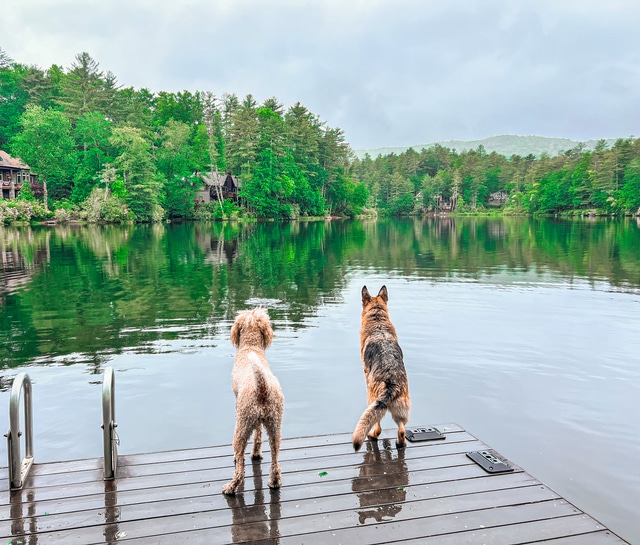 Dogs Standing on Mountain Lake Dock